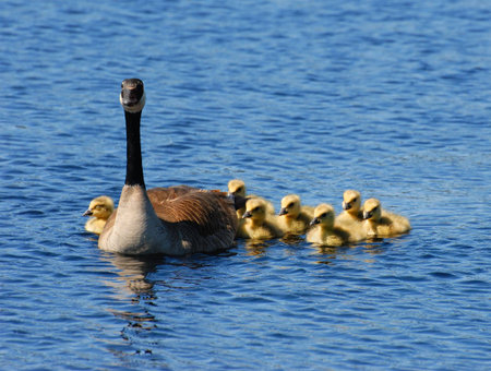 Adult goose on a lake with 7 tiny goslings.