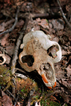 Beaver skull lying on forest floorの写真素材