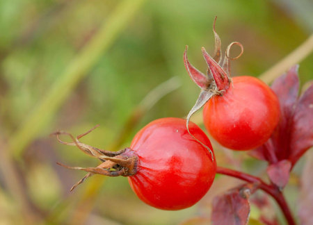 Macro of two red rosehips 