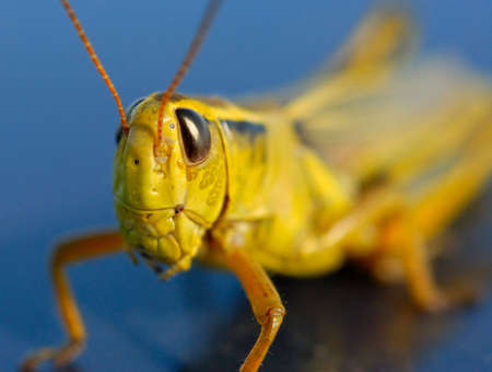 Macro of green grasshopper against blue.の写真素材