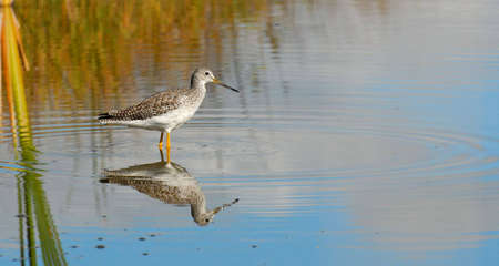 Greater Yellowlegs (Tringa melanoleuca), with reflection, standing in shallow water.の写真素材