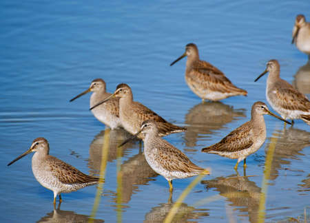 Flock of Greater Yellowlegs - Tringa melanoleuca - wading near shore.の写真素材