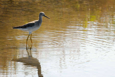 Greater Yellowlegs (Tringa melanoleuca), backlit, standing in shallow water.の写真素材