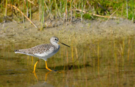 Greater Yellowlegs walking in shallow water near shore with room for text.の写真素材