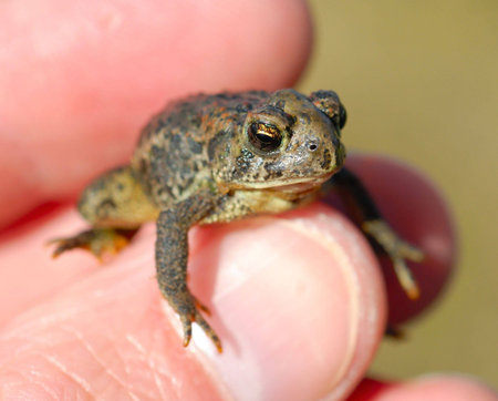 Macro of a tiny toad in a man's hand.の写真素材