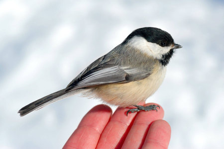 Black-capped Chickadee (Poecile atricapillus) perched on man's fingertips, with snow in background.の写真素材