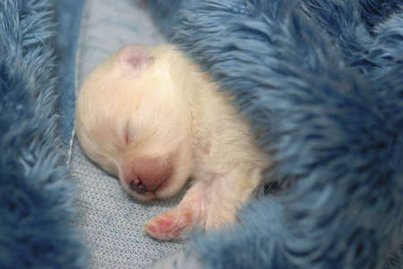 Tiny sleeping Pomeranian puppy wrapped in furry blue blanket with shallow depth of field.の写真素材