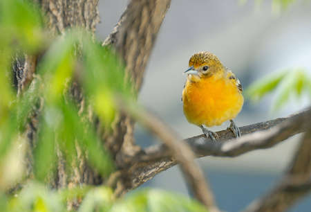 Juvenile Baltimore Oriole perched in a tree in spring.の写真素材