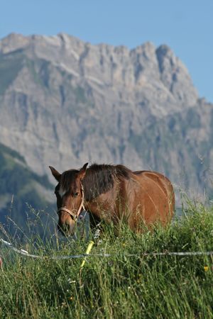 A chestnut horse approaches on an lush green alpine pasture, against a craggy granite peak in the background.の写真素材