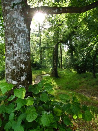 Early morning sun streams into a shady forest glenの写真素材