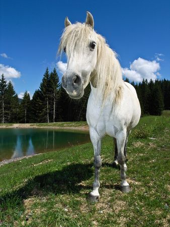 A curious white pony approaches with raised head and flared nostrils, in an alpine pasture, beside a lake.の写真素材