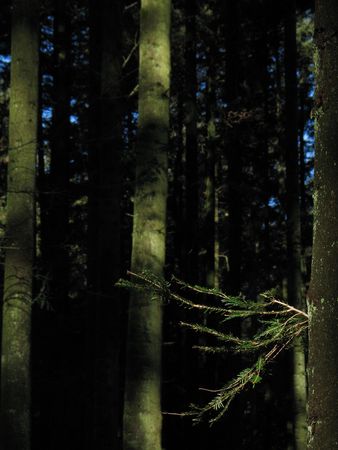 Sunlit fir branches in the foreground, and dark fir trunks and forest in the background. Vertical portraitの写真素材