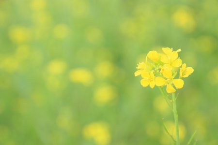 beautiful yellow flowerの写真素材
