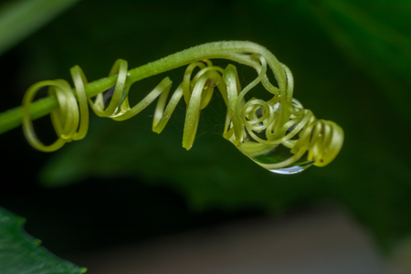Close up vegetable gourd in gardenの写真素材