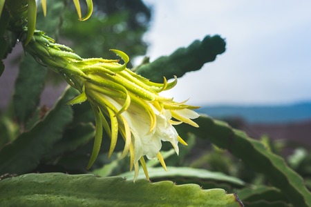 Dragon fruit on plantの写真素材