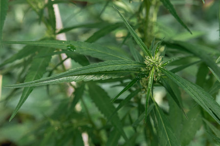 The cannabis plant is blooming in the garden. marijuana growing for medicine