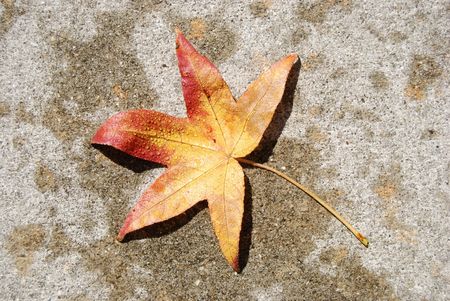 wet leaf on sidewalkの写真素材