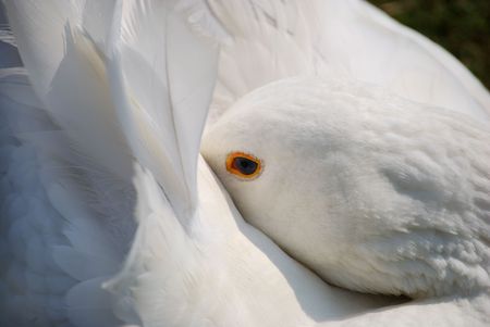 close of resting swanの写真素材