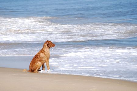 retriever sitting on beachの写真素材