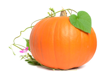pumpkin on a vine isolated white backgroundの写真素材
