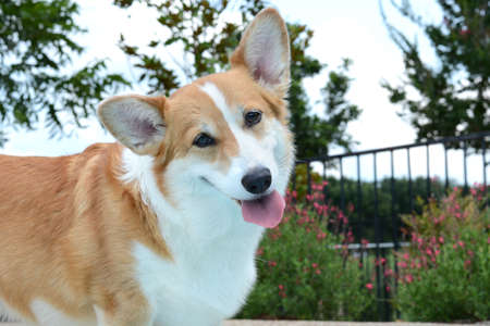 happy pembroke welsh corgi dog outside close upの写真素材
