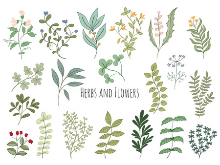 Set of branches, flowers and herbs with leaves Isolated on white background. Hand drawn vector decorative elements can be used for holiday cards, wedding invitation, postcard, flyer, banner or websiteのイラスト素材