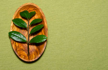 Zamioculcas zamiifolia. Zamioculcas lies on a wooden plate on a green backgroundの写真素材