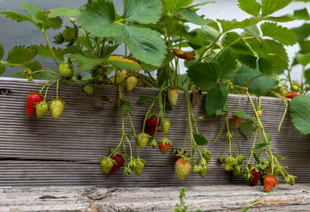 Strawberries grow in the backyard in a wooden boxの写真素材