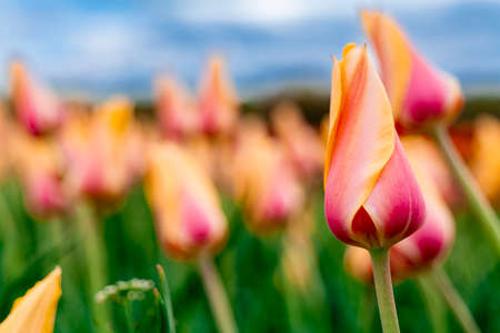 Field of French Single Late Tulips in New Jersey USA. High quality photoの写真素材