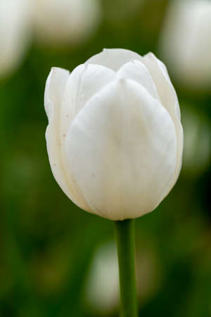 Selective focus of beautiful white tulips with green leaves in New Jersey USA. High quality photoの写真素材