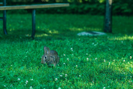 Wild Hare Close-Up. Hare, Sitting On The Green Grass Under The Sun. Single Wild Brown Hare Sitting...