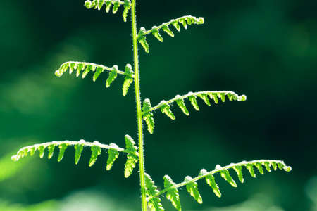 Macro of a fern leaves in the morning light. High quality photoの写真素材