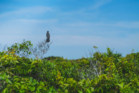 A bird at the tree branch with blue and cloudy sky as the background. High-quality photo