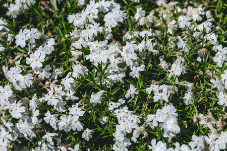 White creeping phlox. Blooming phlox close up web banner. Rockery with small pretty white phlox flowers, nature background. High-quality photoの写真素材