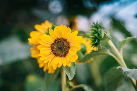 Beautiful sunflower on a sunny day with a natural background. Selective focus. High-quality photoの写真素材