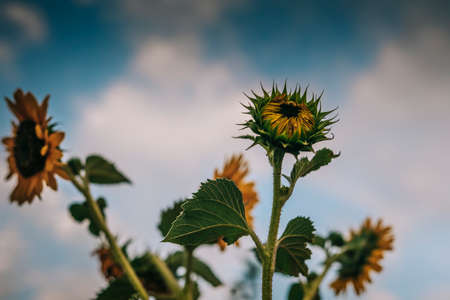 Beautiful sunflower on a sunny day with a natural background. Selective focus. High-quality photoの写真素材