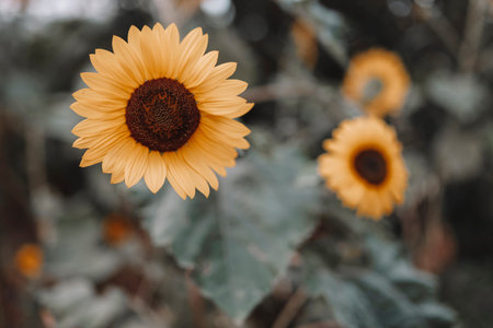 Beautiful sunflower on a sunny day with a natural background. Selective focus. High-quality photo