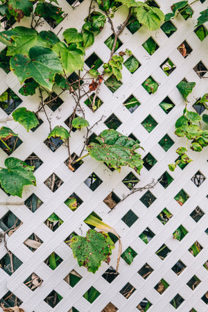 Grape leafs diseases. Angular reddish brown spots with shot-hole centers on grape leave caused by...