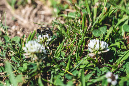 Trifolium pratense, Bumblebee pollen on pink clover flower and leaves on green background. High-quality photoの写真素材