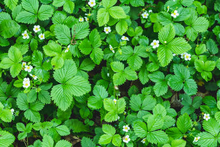 Spring white flowers of strawberries on the field. Green field of strawberries. Background. Fragaria vesca. High-quality photoの写真素材