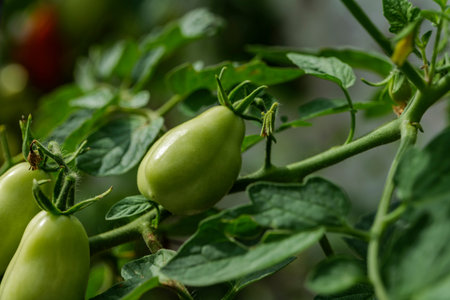 backyard self-sown organically grown ripening round tomatoes the edible red fruit or berry of...
