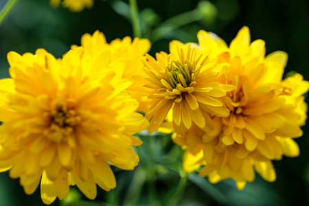 Blooming Rudbeckia laciniata, or golden balls in the garden close-up. High quality photoの写真素材