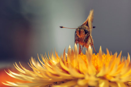 A Pecks Skipper is collecting nectar from a Helichrysum bracteatum Golden Yellow. High-quality photoの写真素材