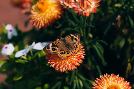 Beautiful macro of Common Buckeye - Junonia coenia collecting nectar from a Helichrysum bracteatum. High quality photoの写真素材