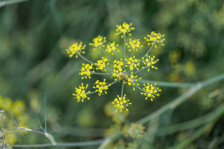 Ant collecting nectar from blooming anise flowers, on blurred green background. High quality photo
