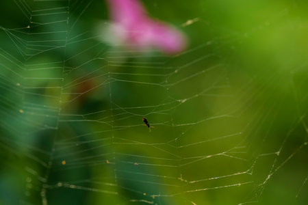 small fly stuck on a web on a blurred green background. High quality photoの写真素材