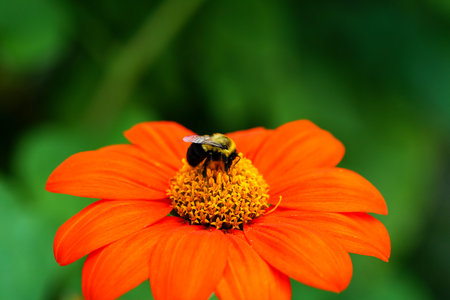Close up. Bumblebee is collecting nectar from a Fiesta del Sol Mexican Sunflower. High quality photoの写真素材