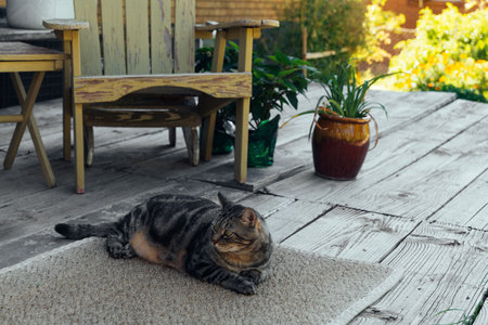 the cat is resting on the deck of the backyard against the background of the golden setting sun. High-quality photoの写真素材