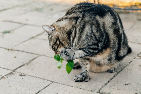 the cat sniffs and licks catnip in the backyard. High-quality photoの写真素材