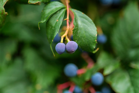 Leaves of wild grapes. Wall of leaves of wild grapes.The close-up texture of green wild grape leaves. High-quality photoの写真素材